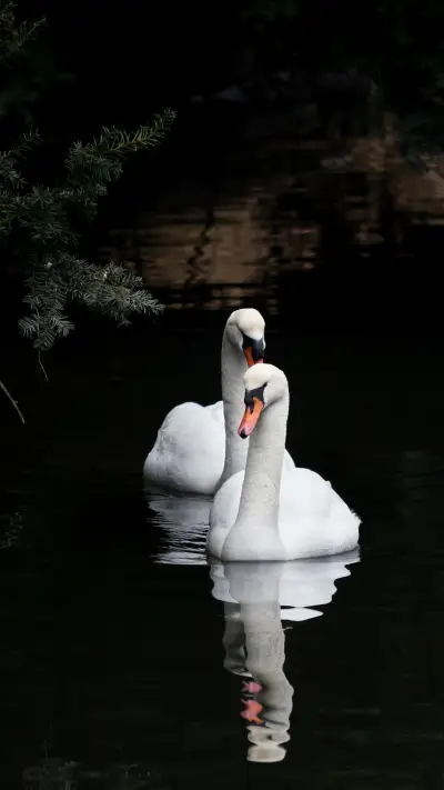 你以为你了解天鹅