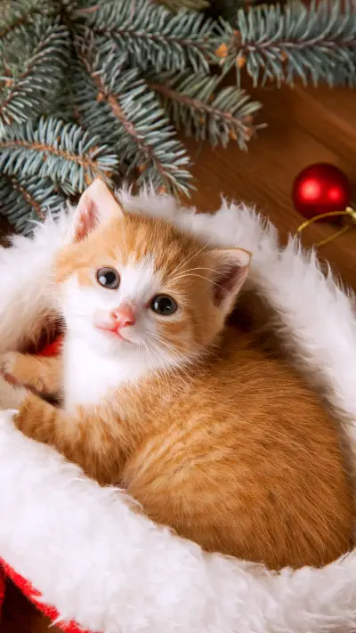 猫咪的狩猎行为 - Screenshot 1