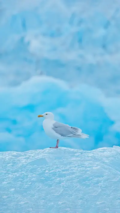 北极海鸥壁纸-锐景创意