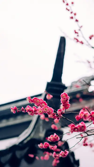 梅-锐景创意 - Screenshot 1