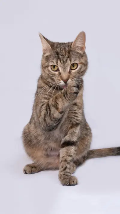 猫咪为何喜欢舔爪子