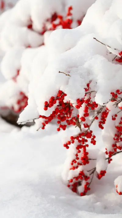 拥抱自然-拍信图库 - Screenshot 1