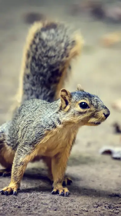 松鼠尾巴有妙用