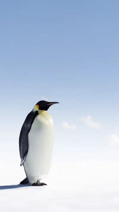 极地萌宠企鹅
