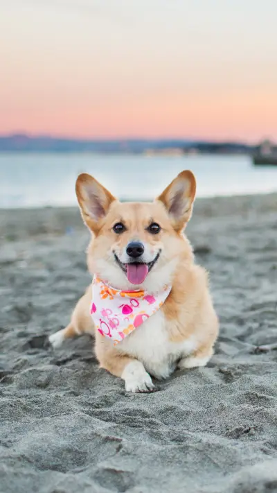 可爱萌宠威尔士柯基犬