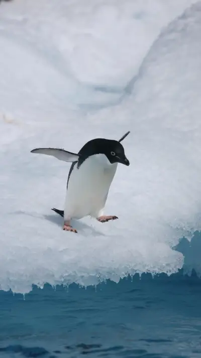 企鹅祖先的灭绝