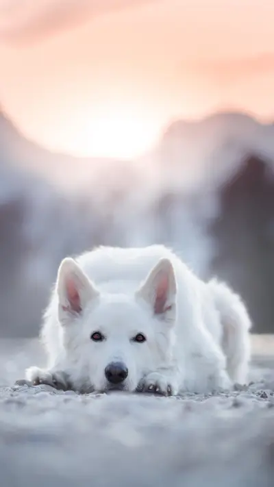 狗狗的那些坏习惯